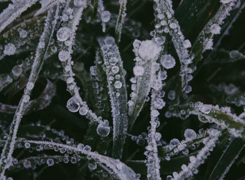 Biotech Breakthroughs Transforming the Future of Fragrance Manufacturing