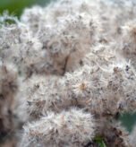 Where-Science-Meets-Emotion