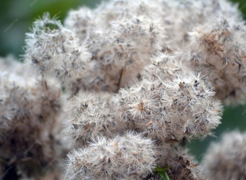 Where-Science-Meets-Emotion