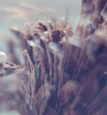 expanding-the-palette-new-and-unique-ingredients-shaping-the-future-of-fragrance